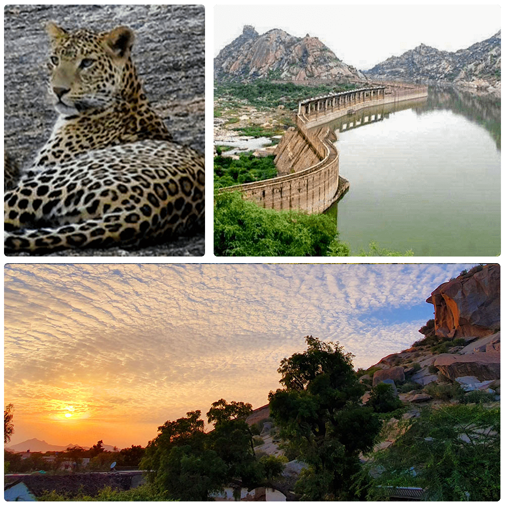 jawai leopard safari sena