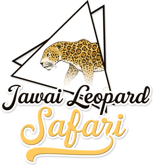 Leopard Safari in Jawai Rajasthan